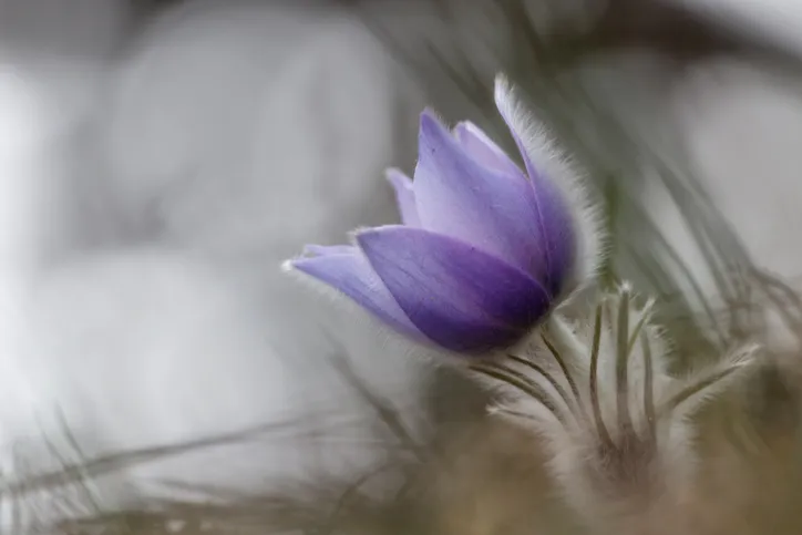 Beautiful purple pulsatilla flower closeup with blurred soft background